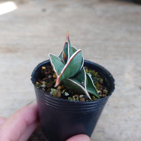 Sansevieria rorida サンスベリア ロリダ R8