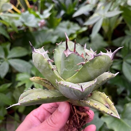 アガベ チタノタ アザラシ 海豹 CS4 agave titanota Compacta 'Seal'