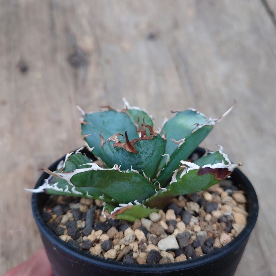 アガベ チタノタ 白鯨 2 Agave titanota white whale | My-F