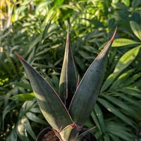 Sansevieria Pinguicula サンセベリア ピングイキュラ SP18