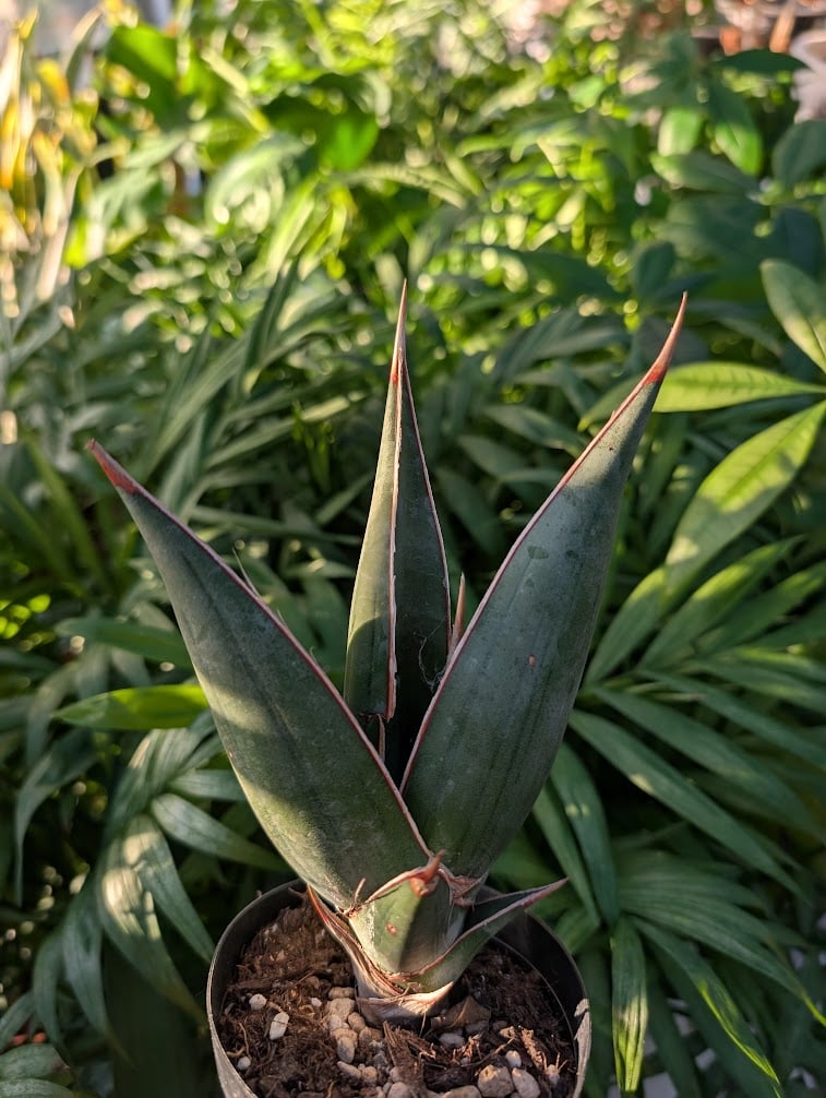 ス*ム様 S12734★オークション★サンスベリア ピングイキュラ ブラック 極 Sansevieria Pinguicula サンセベリア ピングイキュラ SP18 | My
