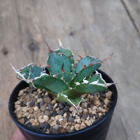 アガベ チタノタ 白鯨 2 Agave titanota white whale