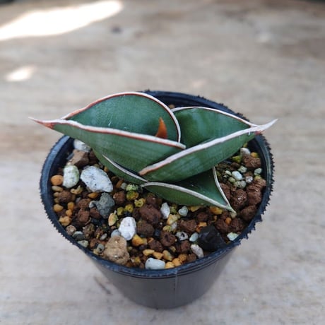 Sansevieria rorida サンスベリア ロリダ R2