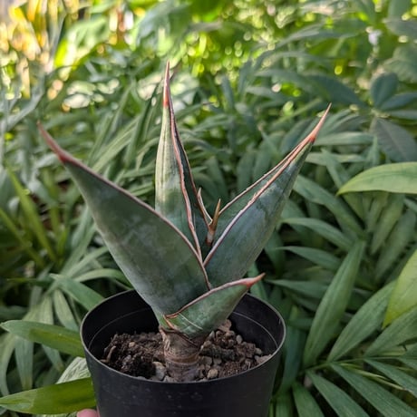 Sansevieria Pinguicula サンセベリア ピングイキュラ SP13
