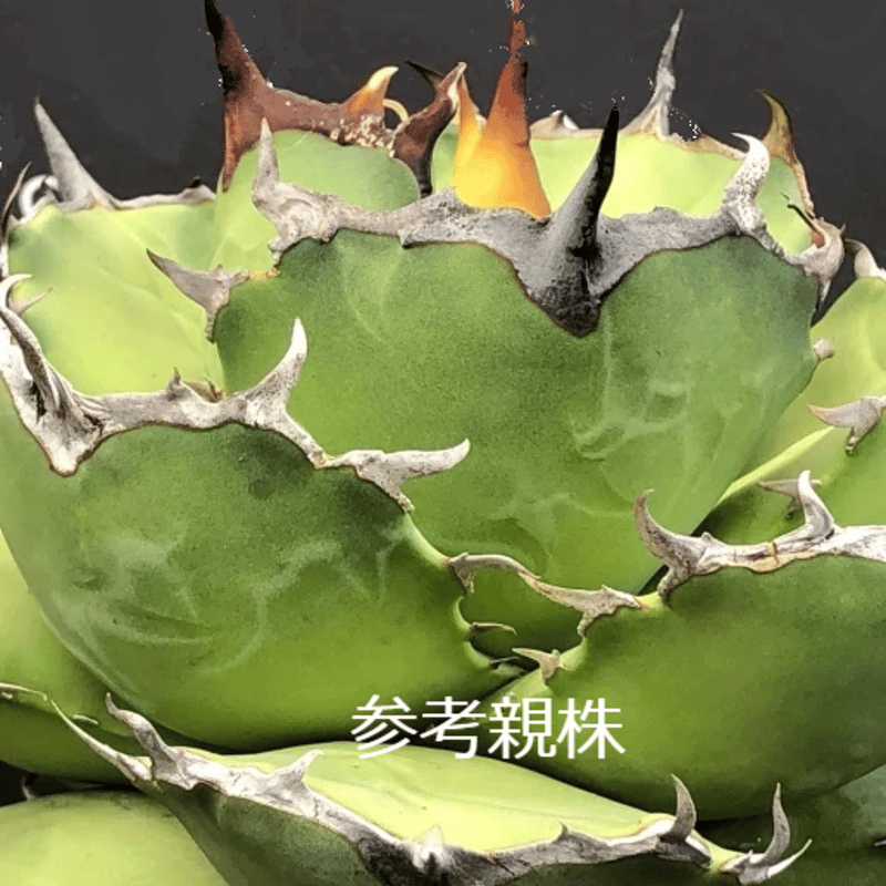 アガベ　チタノタ　スパチタ② アガベ チタノタ アザラシ 海豹 CS2 agave titanota Compacta 'S