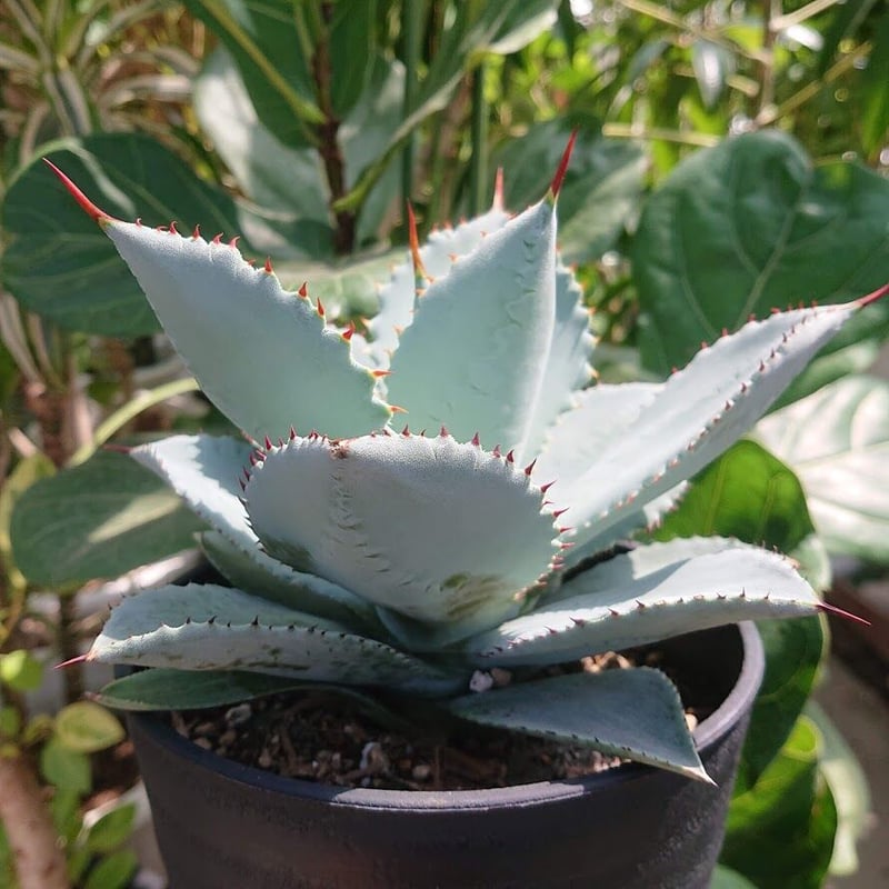 アガベ ピグマエア ドラゴントゥース Agave pygmaea Dragontoes | M