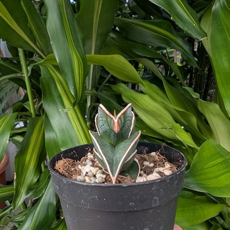 Sansevieria rorida サンスベリア ロリダ R16