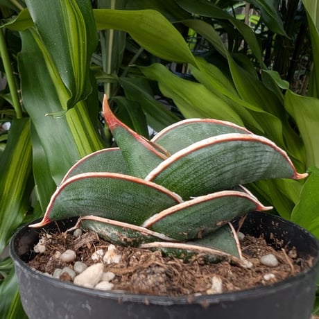 S1538 W26cm超特大【極上S級 縞斑入り株！！】サンスベリア ロリダ S1538 W26cm超特大【極上S級 縞斑入り株！！】サンスベリア