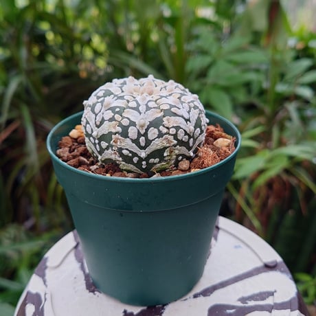 アストロフィツム スーパー兜 Vタイプ 4 Astrophytum asterias cv 'Super Kabuto' V