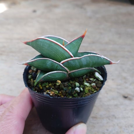 Sansevieria rorida サンスベリア ロリダ R8