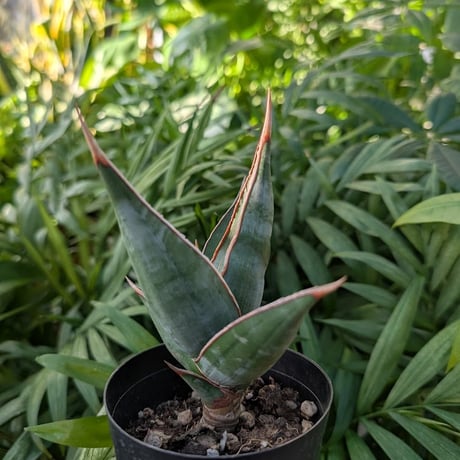 Sansevieria Pinguicula サンセベリア ピングイキュラ SP13