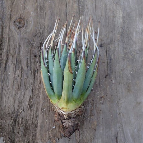 アガベ ユタエンシス ネバデンシス 3 Agave uthaensis var. nevadensis