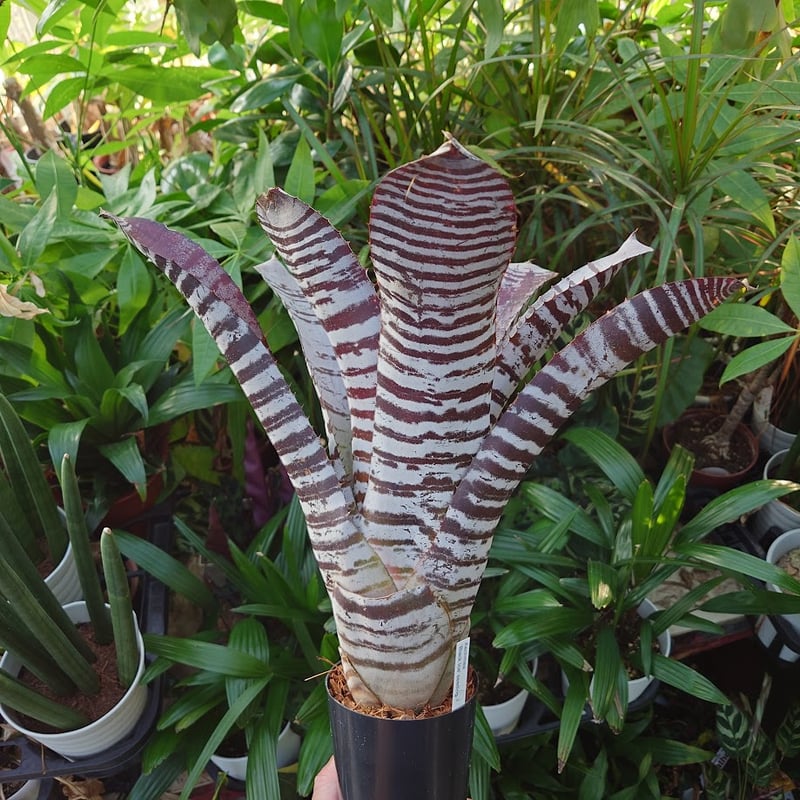 エクメア チャンティニー ブラックアイス 1 Aechmea chantinii CV. Bl