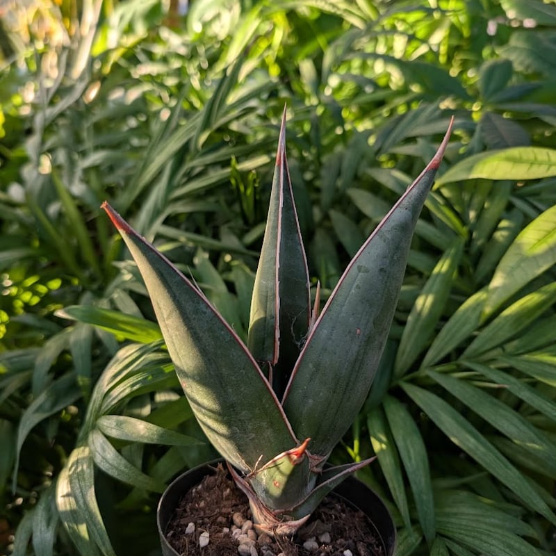 Sansevieria Pinguicula サンセベリア ピングイキュラ SP18 | My