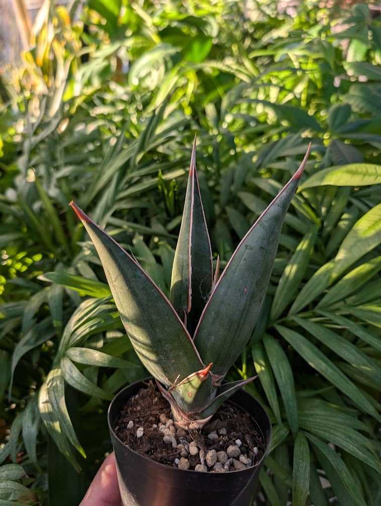 Sansevieria Pinguicula サンセベリア ピングイキュラ SP18 | My