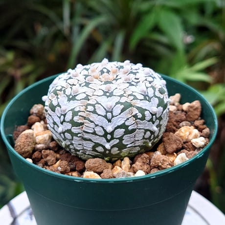 アストロフィツム スーパー兜 Vタイプ 2 Astrophytum asterias cv 'Super Kabuto' V