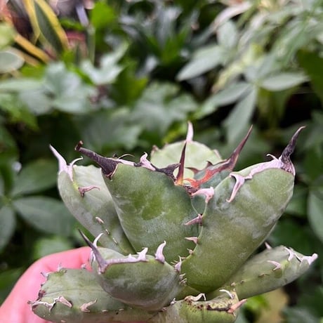 アガベ チタノタ アザラシ 海豹 CS3 agave titanota Compacta 'Seal'