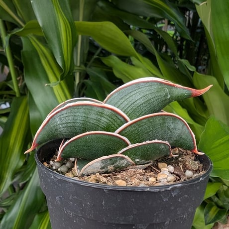 Sansevieria rorida サンスベリア ロリダ R21