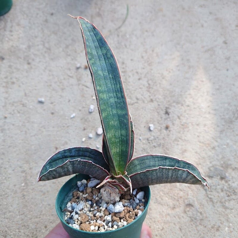 Sansevieria hallii Pink Bat サンスベリア ピンクバット 2