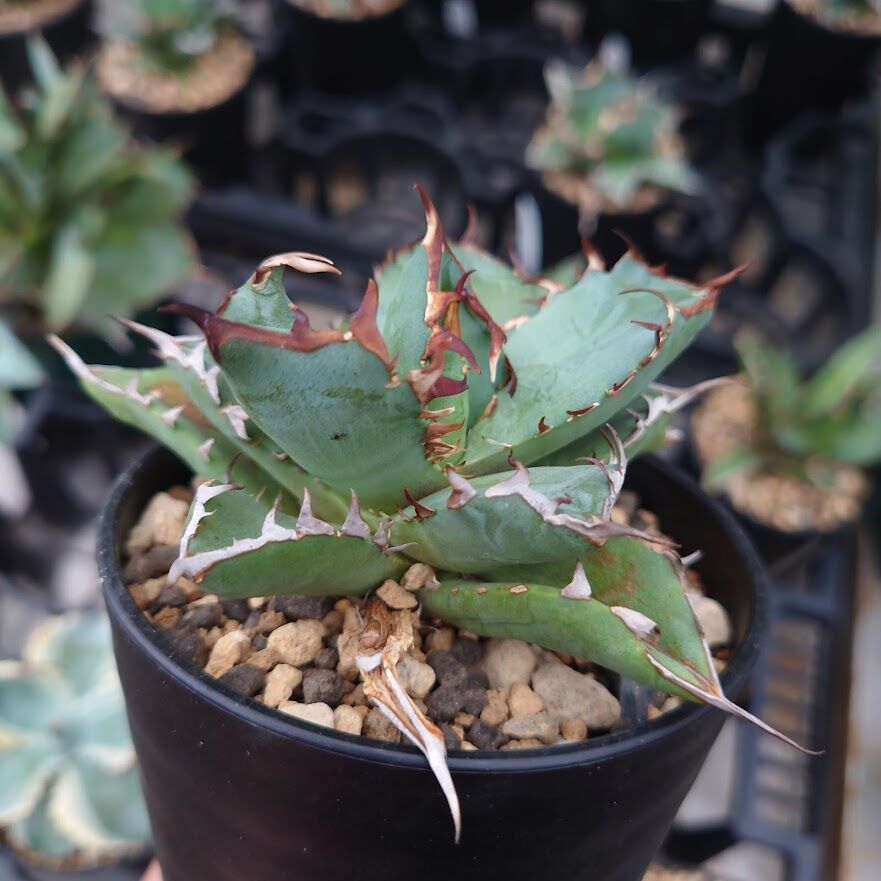 アガベ チタノタ 黒鯨 1 Agave titanota black whale | My-F アガベ チタノタ 黒鯨 1 Agave titanota black whale | My-F