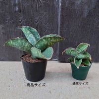 Sansevieria sp. Mafinga Tanzania Dragon Wing サン