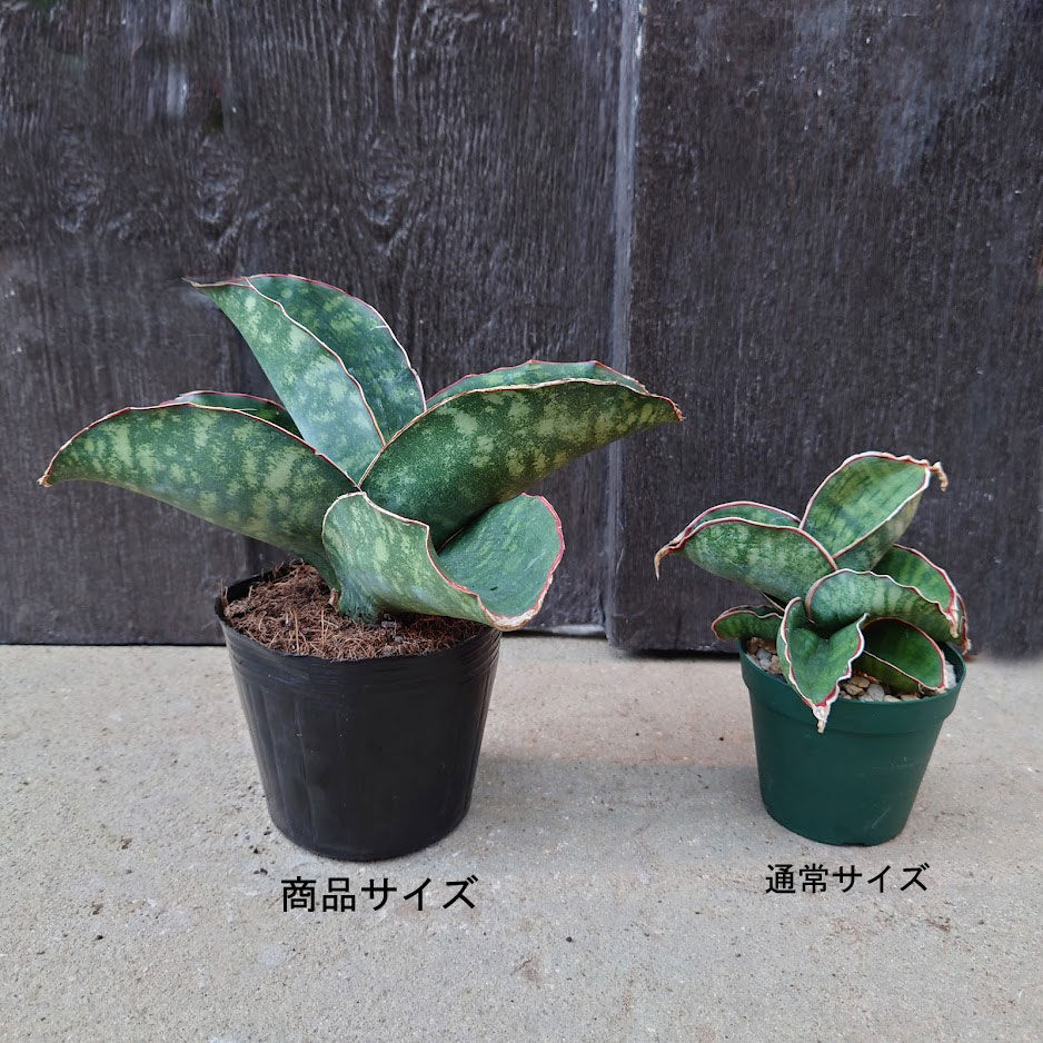 Sansevieria sp. Mafinga Tanzania Dragon Wing サン