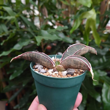 Sansevieria hallii Pink Bat サンスベリア ピンクバット 10 【送料一律500円】