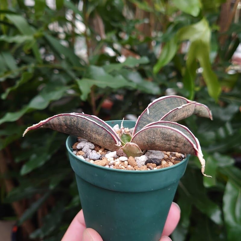 Sansevieria hallii Pink Bat サンスベリア ピンクバット 10 【送