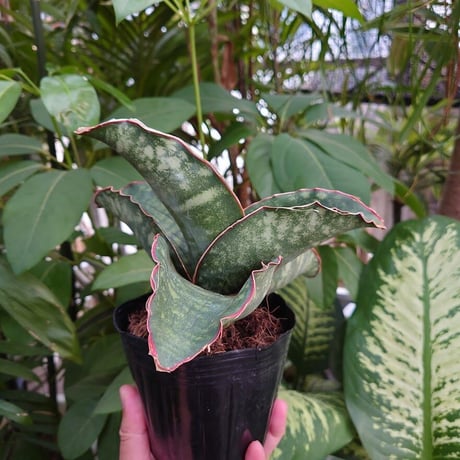 Sansevieria sp. Mafinga Tanzania Dragon Wing サンスベリア ドラゴンウィング LL1