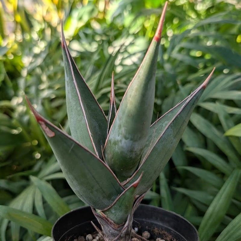 Sansevieria Pinguicula サンセベリア ピングイキュラ SP14 | My