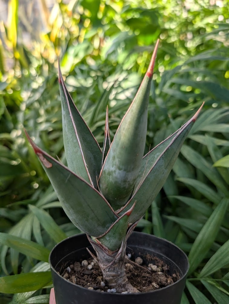 Sansevieria Pinguicula サンセベリア ピングイキュラ SP14 | My