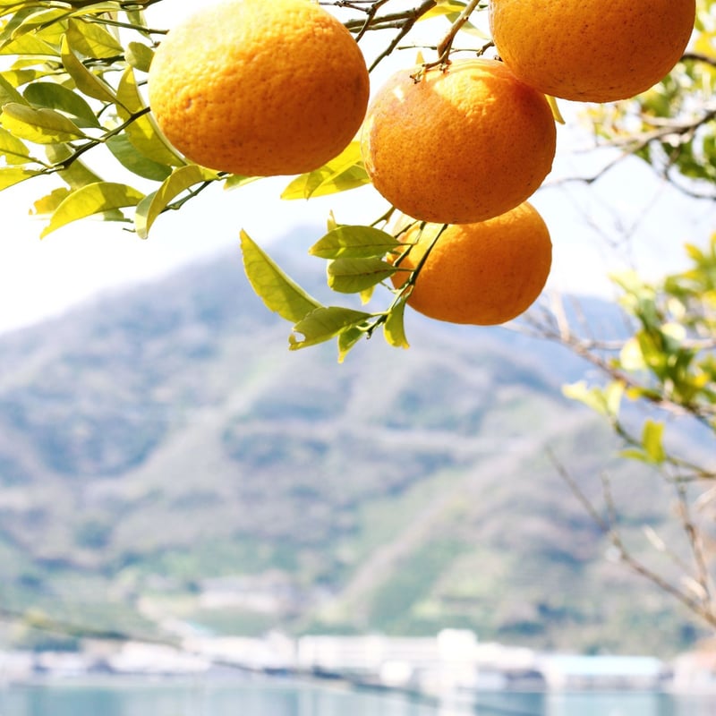 瀬戸内の恵み、自然栽培の島あまなつ！5kg | SEKIZEN FARM