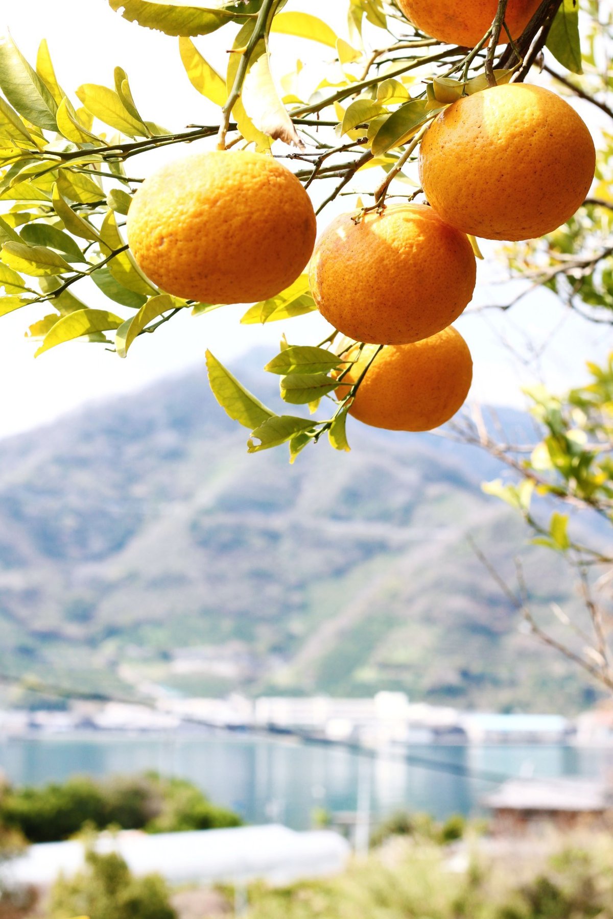 瀬戸内の恵み、自然栽培の島あまなつ！5kg | SEKIZEN FARM