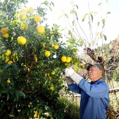 Yuzu drink（国産柚子ドリンク） 500ml