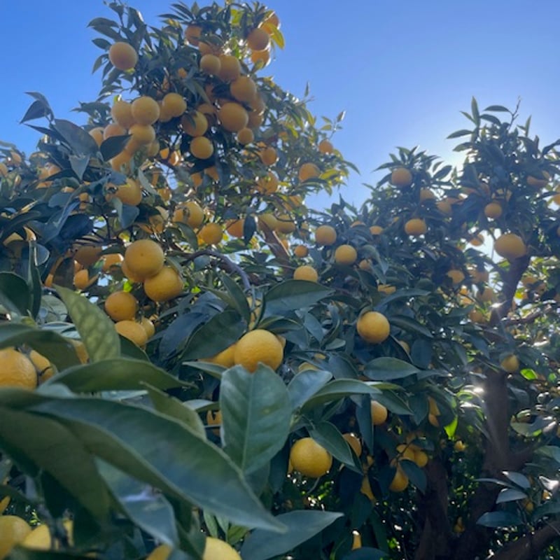 神奈川県産湘南ゴールドピューレ | 国産フルーツピューレ 果実クラフト