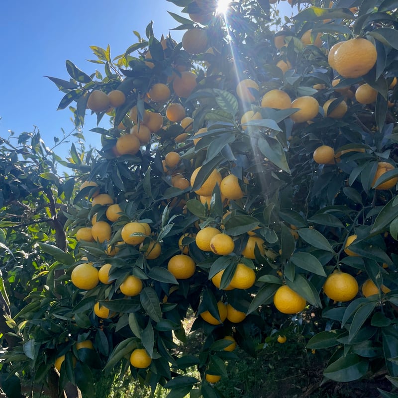 神奈川県産湘南ゴールドピューレ | 国産フルーツピューレ 果実クラフト