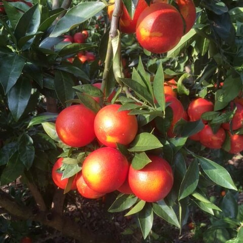 宇和島ブラッドオレンジピューレ | 国産フルーツピューレ 果実クラフト