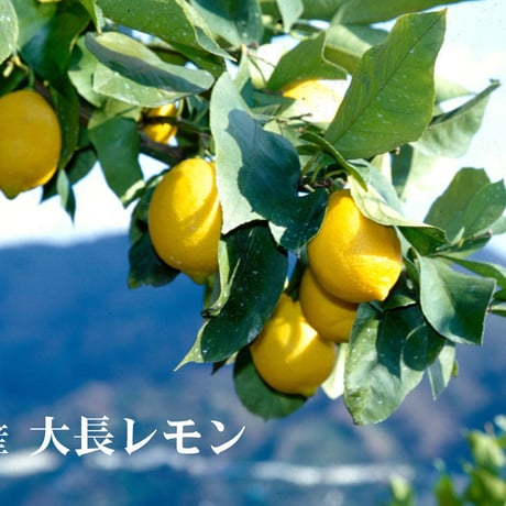 広島県産瀬戸内レモンピューレ
