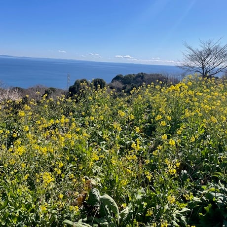 神奈川県産湘南ゴールドピューレ