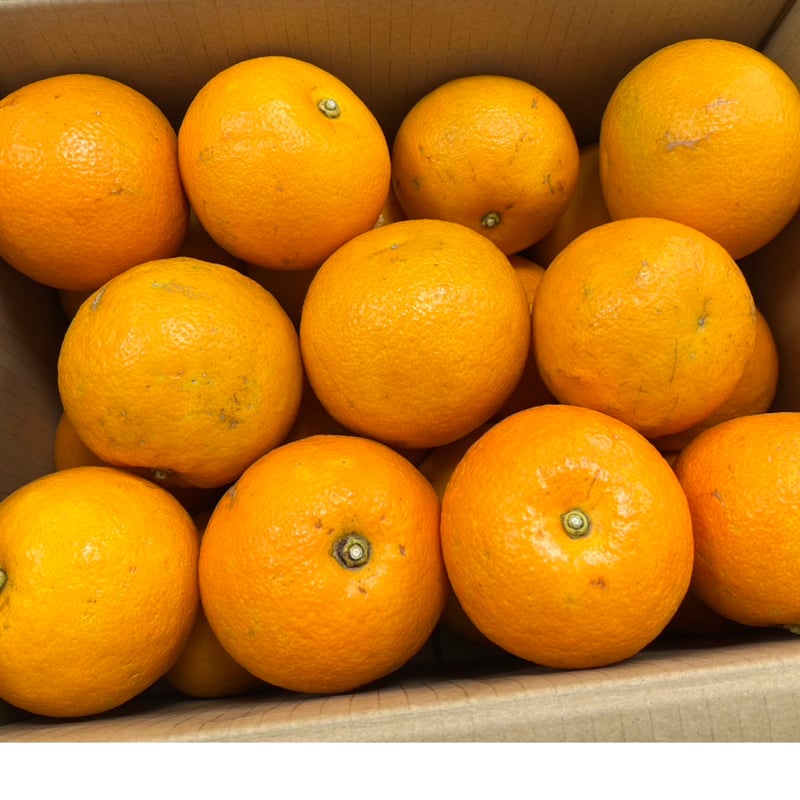 小笠原から 旅する絶海の橙ピール紅茶セット 2種各1袋 【送料込