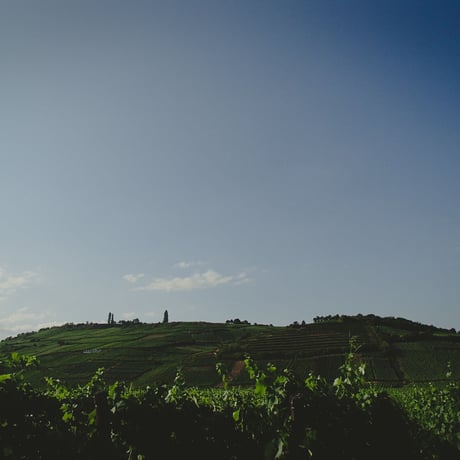 Domaine Marc Tempé "Amzelle Riesling Zellenberg" / ドメーヌ ・ マルク ・ テンペ  "アムゼル リースリング ツェレンベルグ" 2018