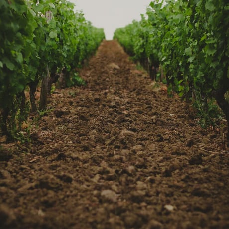 Les Terres Blanches Brut Ancestral Blanc レ・テール・ブランシュ ブリュット アンセストラル ブラン