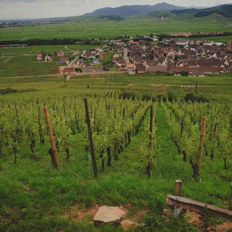 Domaine Marc Tempé "Amzelle Riesling Zellenberg" / ドメーヌ ・ マルク ・ テンペ  "アムゼル リースリング ツェレンベルグ" 2018