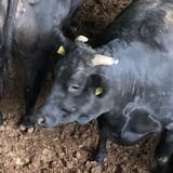 東京和牛株式会社