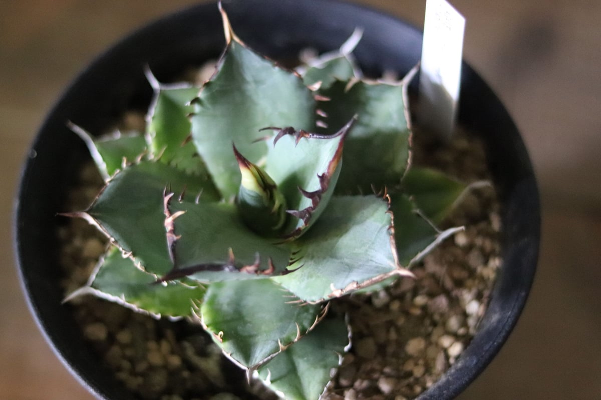 アガベ チタノタ バナナピール | Atelier KazaHana