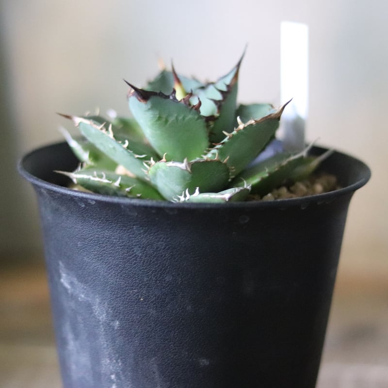 アガベ チタノタ バナナピール | Atelier KazaHana