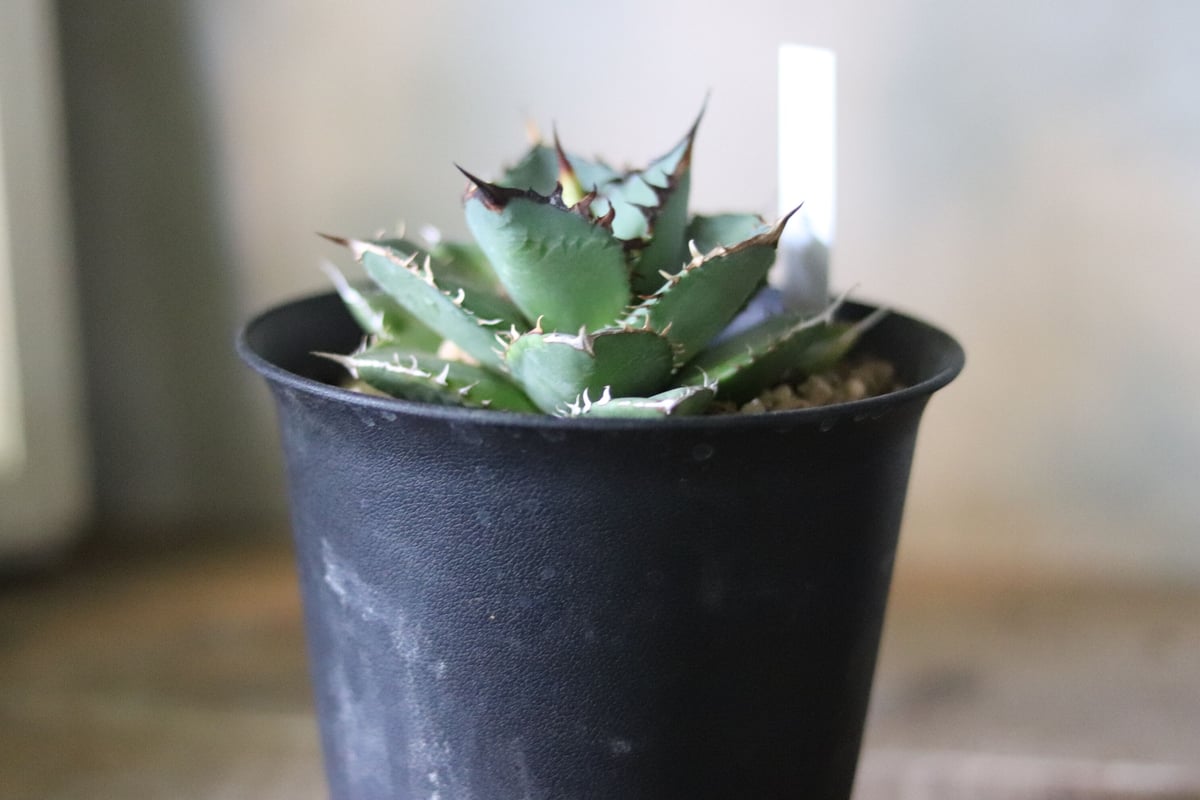 バナナピール アガベ 【中株20cm】現品 ポットごと発送 バナナピール