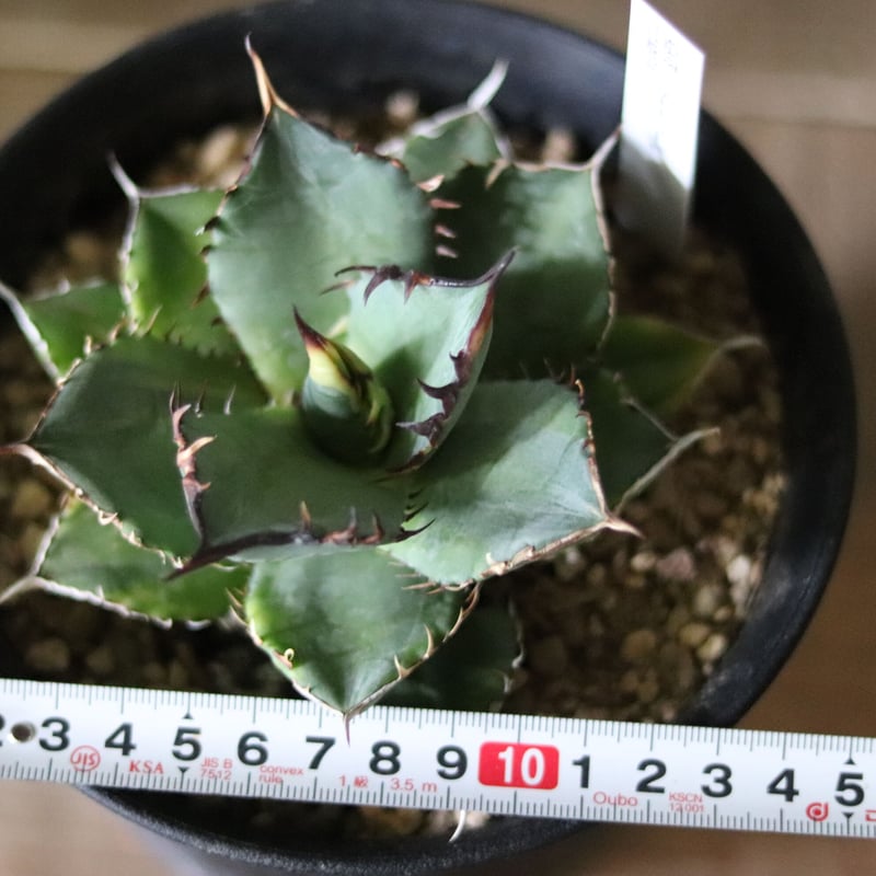 アガベ チタノタ バナナピール | Atelier KazaHana