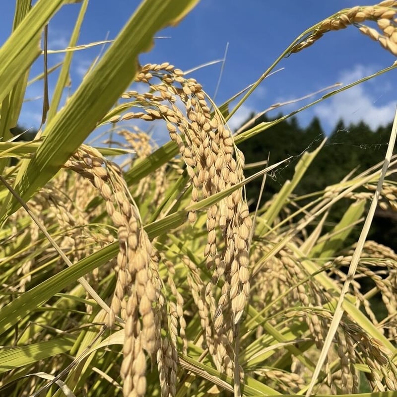 吉備中央町産コシヒカリ(精米済)30kg | 神子商店
