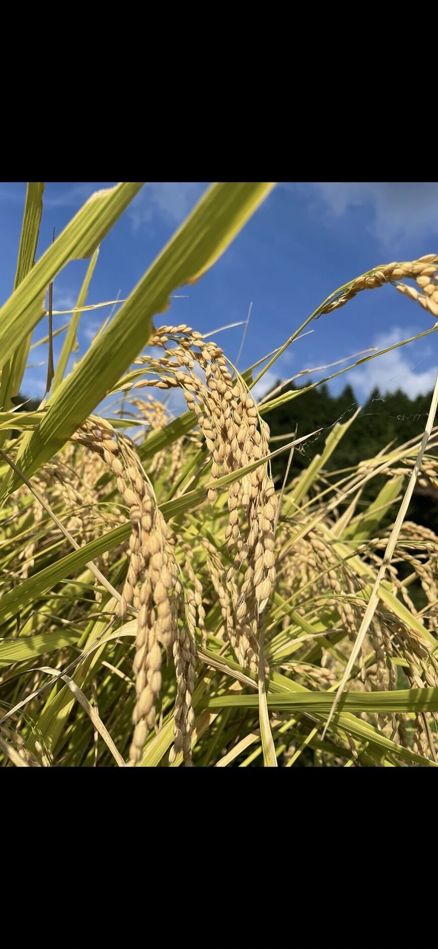 吉備中央町産コシヒカリ(精米済)30kg | 神子商店